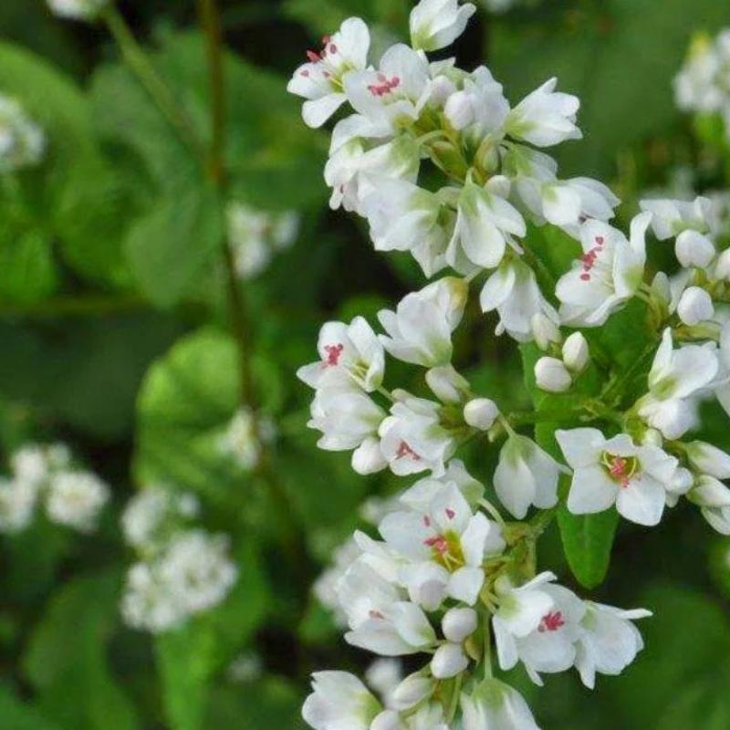 Buckwheat Kernels Chemical Free 4.7kg