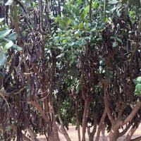Carob tree with carob pods