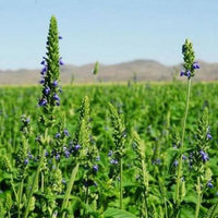 Australian Grown Chia Seeds Chemical Free Flowers