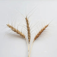 Organic hard red wheat still on the stork.