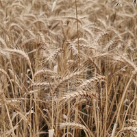 This organic hard wheat in the field is dried and ready for harvest and will one day make beautiful bread for Australian home millers