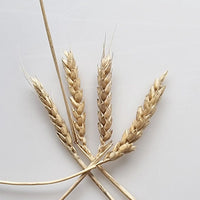 head of purple straw heritage wheat after harvest. organic soft wheat