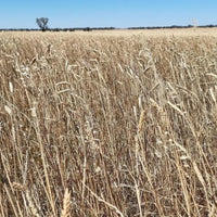 Wheat Grain Purple Straw Biodynamic 10kg