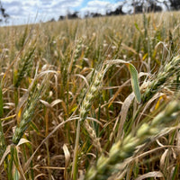 Organic hard Red Wheat. Biodynamic Yecora Roho. A blend of different yecora subspecies.