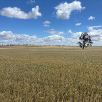 Organic Australian Hard Red Wheat in the field. a Biodynamic yecora mix from Burrum Biodynamics. Photo captured November 2025.