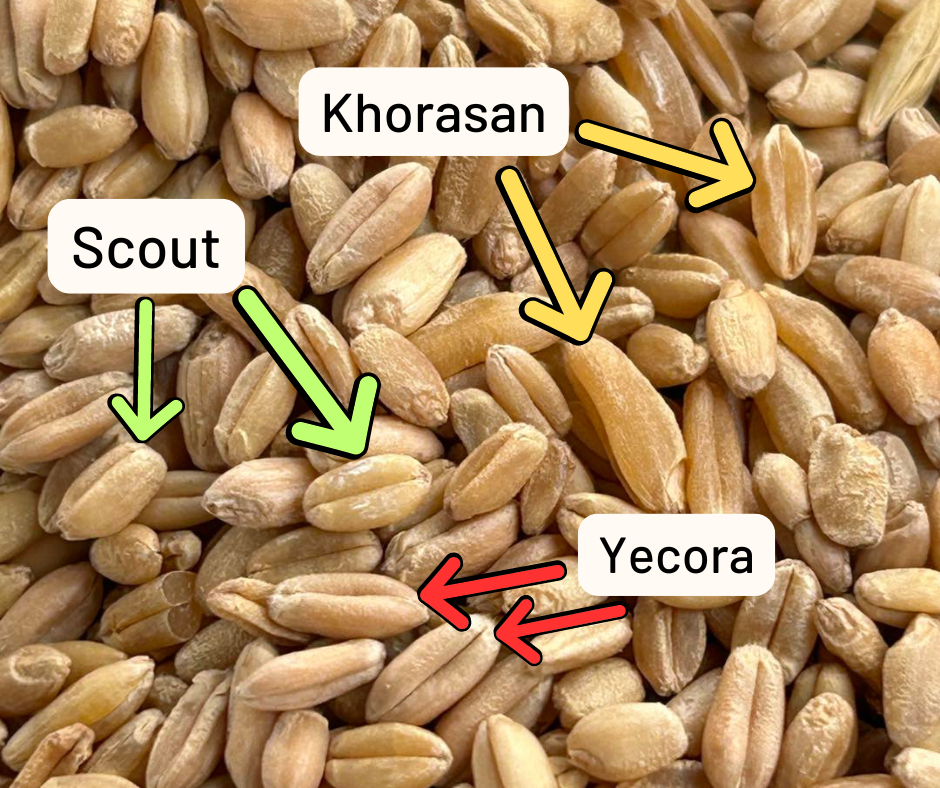 mixed grain image