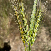 A few of the subspecies of organic red wheat grains that go into the yecora mix