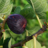 an Australian grown organic fig growing on a tree on Rosnay's farm in Canowindra NSW