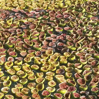 A table of Australian grown organic figs prepared for Drying on Rosnay's farm in Canowindra NSW