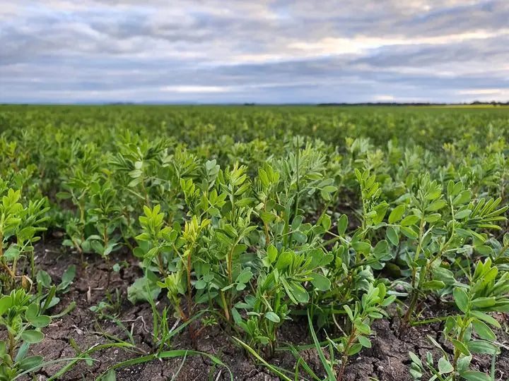 Lentils Red Split Biodynamic 5kg-Pulse & Grain-Burrum Biodynamics-Sovereign Foods-Lentils-Australian Grown-Organic-Bulk
