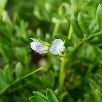 Lentils Red Whole Biodynamic 750g-Pulse & Grain-Burrum Biodynamics-Sovereign Foods-Lentils-Australian Grown-Organic-Bulk