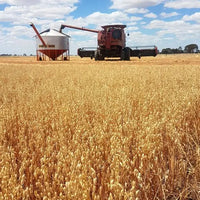 Oat Groats Biodynamic 5kg-Pulse & Grain-Burrum Biodynamics-Sovereign Foods-Oats-Bulk-Organic-Australian Grown-