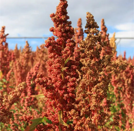 Quinoa Organic 500g