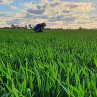 Farmer Stephen Walter from Burrum Biodynamics caring for his Biodynamic oat crops.