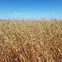 Rolled Oats Creamy Biodynamic 4kg-Pulse & Grain-Burrum Biodynamics-Sovereign Foods-Oats-Bulk-Organic-Australian Grown-