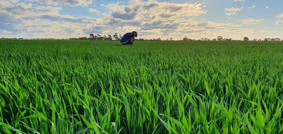 Rolled Oats Creamy Biodynamic 800g Burrum Biodynamics Pulse & Grain.