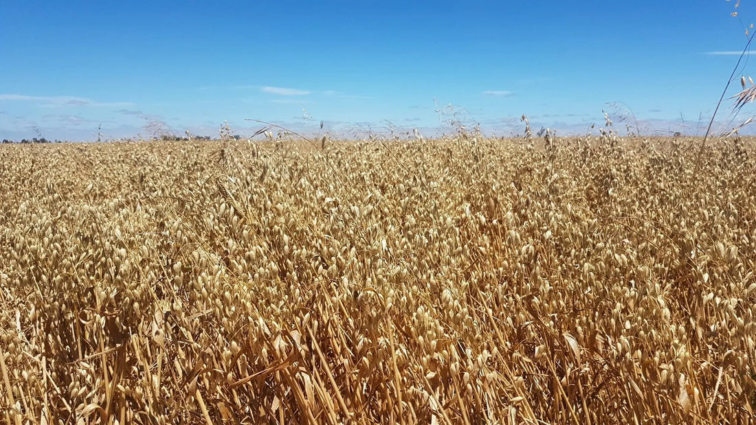 Rolled Oats Creamy Biodynamic 800g Burrum Biodynamics Pulse & Grain.