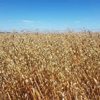 Rolled Oats Creamy Biodynamic 800g Burrum Biodynamics Pulse & Grain.