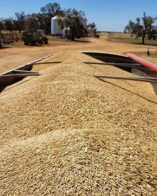 Rolled Oats Creamy Biodynamic 800g Burrum Biodynamics Pulse & Grain.