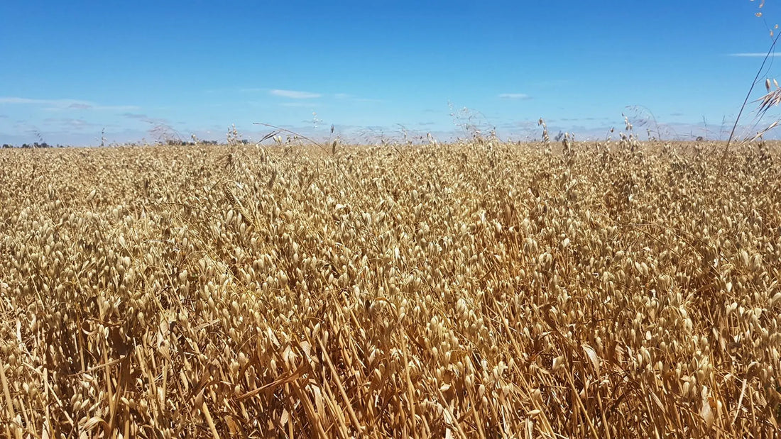 Australian grown organic oats in the field just before harvest