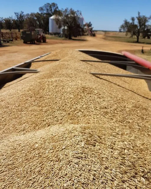 Australian grown organic Oats in the back of a truck about to be put in the silo