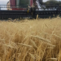 Rye Grain Biodynamic 1kg-Pulse & Grain-Burrum Biodynamics-Sovereign Foods-Organic-Biodynamic-Grain-Home Milling-Australian Grown