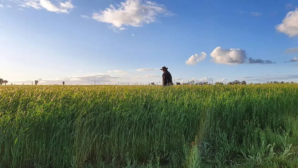 Rye Grain Biodynamic 5kg-Pulse & Grain-Burrum Biodynamics-Sovereign Foods-Organic-Biodynamic-Grain-Home Milling-Australian Grown