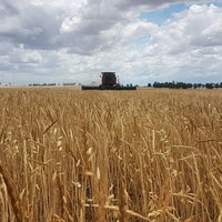 Spelt Grain Biodynamic 20kg-Pulse & Grain-Burrum Biodynamics-Sovereign Foods-Organic-Biodynamic-Grain-Home Milling-Australian Grown
