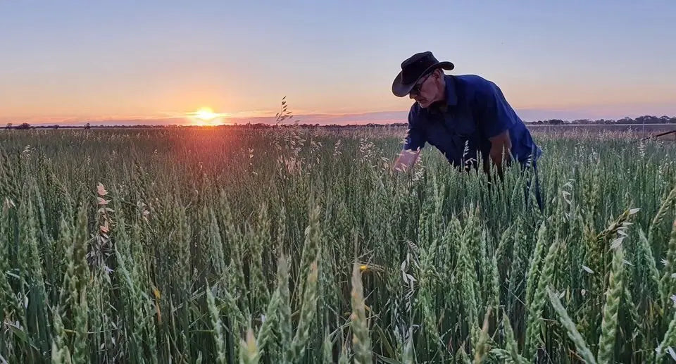 Spelt Grain Biodynamic 5kg Burrum Biodynamics Pulse & Grain.