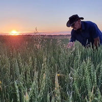 Spelt Grain Biodynamic 5kg Burrum Biodynamics Pulse & Grain.