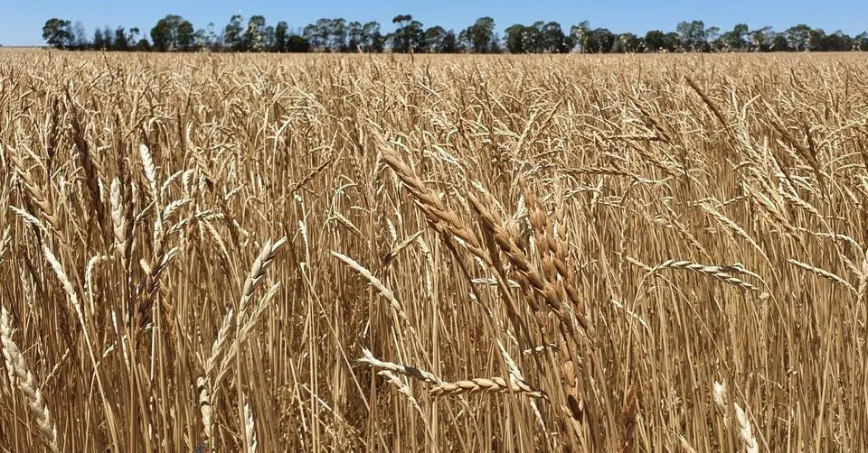 Spelt Grain Biodynamic 5kg Burrum Biodynamics Pulse & Grain.
