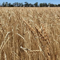 Spelt Grain Biodynamic 5kg Burrum Biodynamics Pulse & Grain.