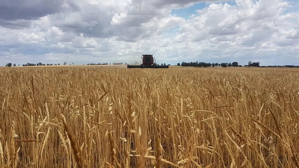 Spelt Grain Biodynamic 5kg Burrum Biodynamics Pulse & Grain.