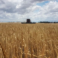 Spelt Grain Biodynamic 5kg Burrum Biodynamics Pulse & Grain.