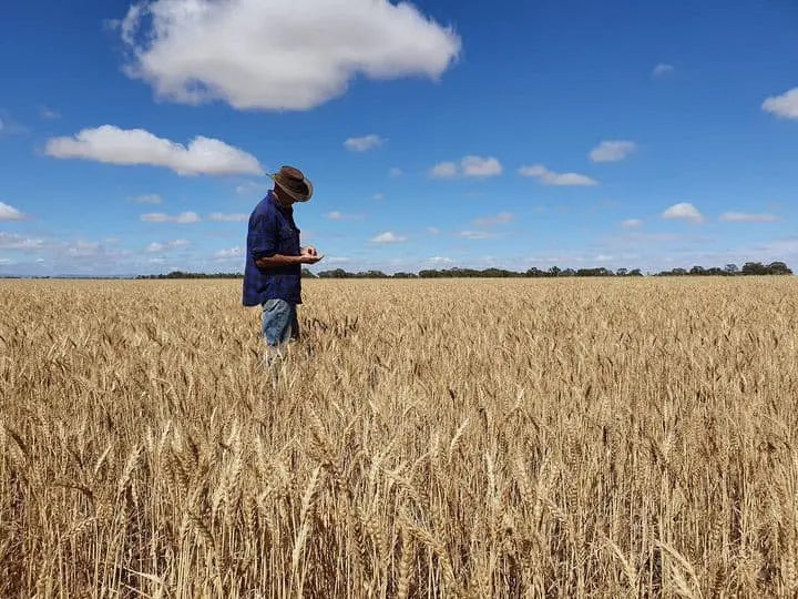 Wheat Grain Biodynamic 1kg-Pulse & Grain-Burrum Biodynamics-Sovereign Foods-Organic-Biodynamic-Grain-Home Milling-Australian Grown