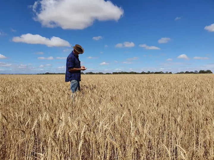 Wheat Grain Biodynamic 20kg-Pulse & Grain-Burrum Biodynamics-Sovereign Foods-Organic-Biodynamic-Grain-Home Milling-Australian Grown