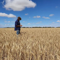 Wheat Grain Biodynamic 20kg-Pulse & Grain-Burrum Biodynamics-Sovereign Foods-Organic-Biodynamic-Grain-Home Milling-Australian Grown