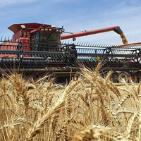 Wheat Grain Biodynamic 20kg-Pulse & Grain-Burrum Biodynamics-Sovereign Foods-Organic-Biodynamic-Grain-Home Milling-Australian Grown