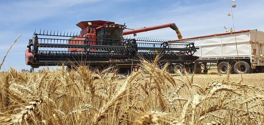 Wheat Grain Biodynamic 20kg-Pulse & Grain-Burrum Biodynamics-Sovereign Foods-Organic-Biodynamic-Grain-Home Milling-Australian Grown
