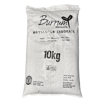 Australian Grown Organic Purple Hard Wheat from Burrum Biodynamics