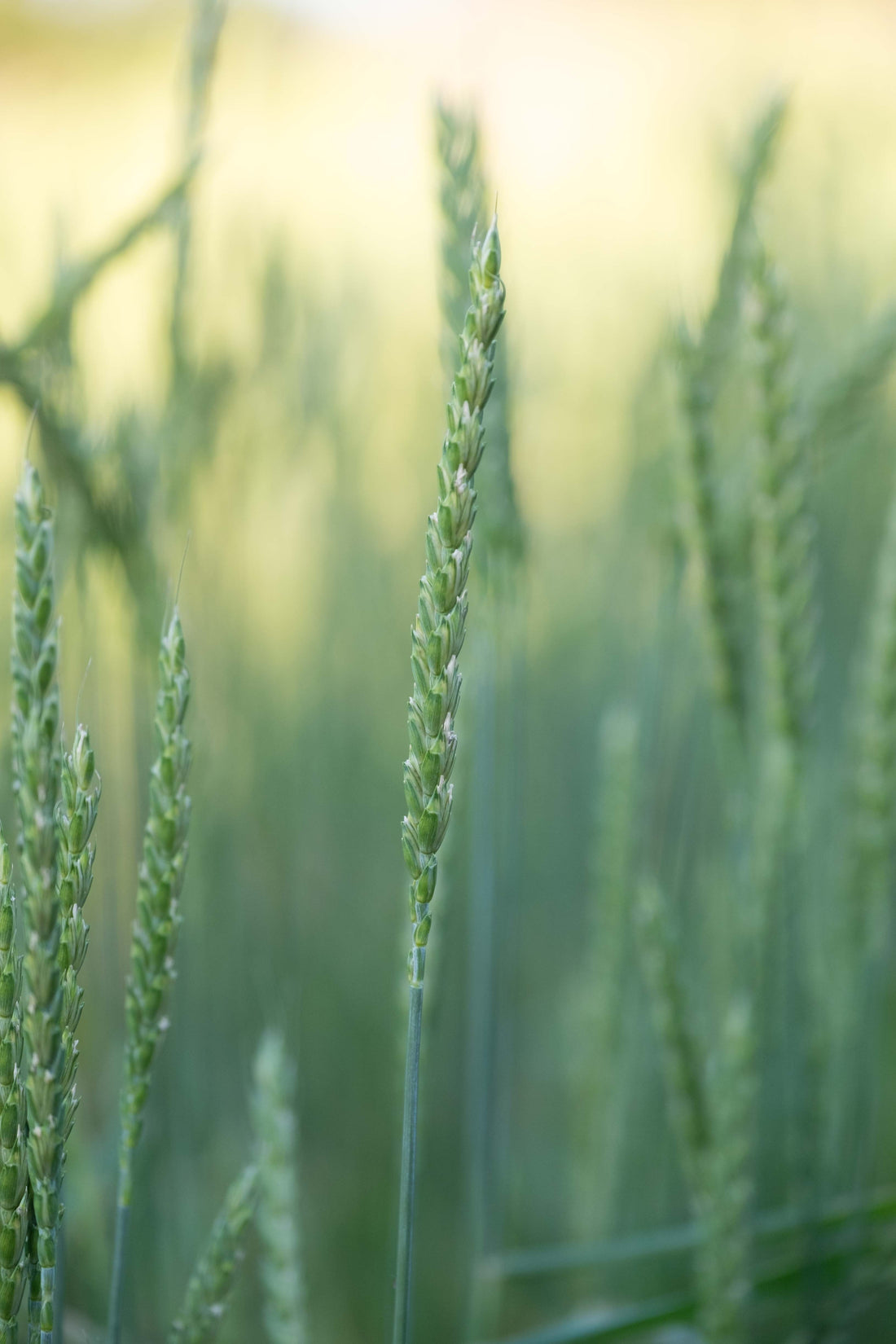 Spelt Grain Chemical Free 5kg