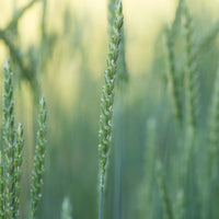 Spelt Grain Chemical Free 5kg