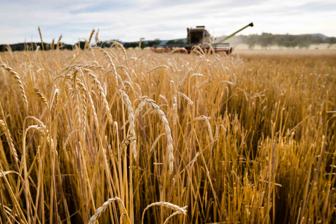 Spelt Grain Chemical Free 5kg