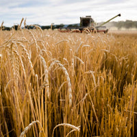 Spelt Grain Chemical Free 5kg