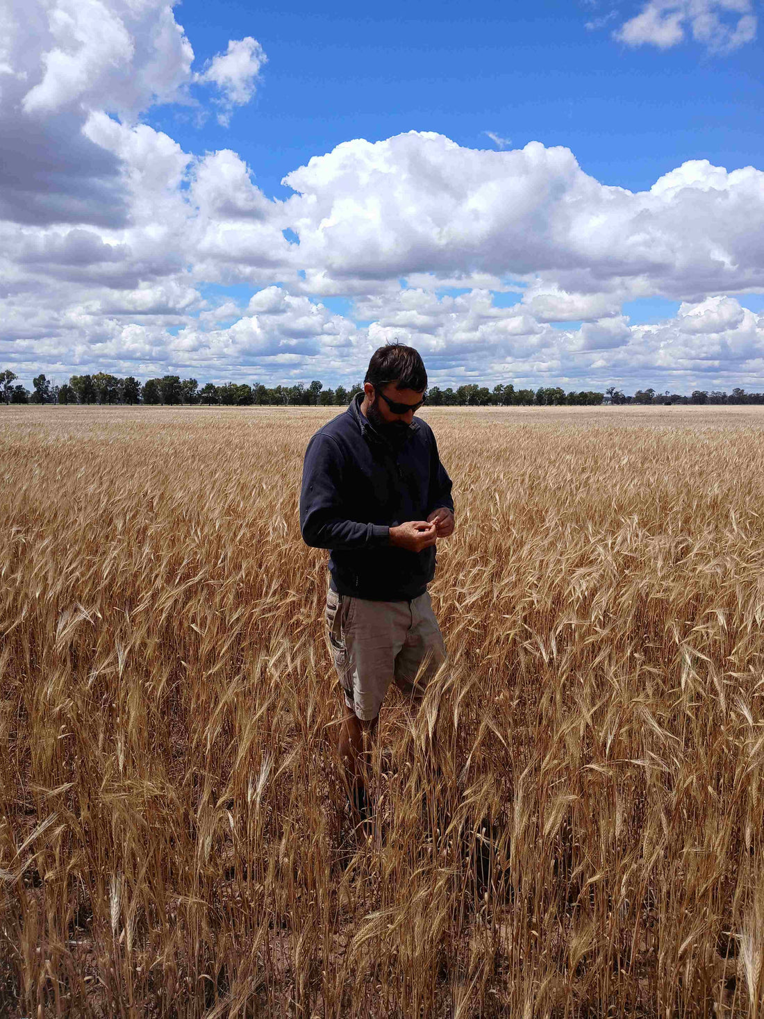Man standing in a field of Emmer wheat under a blue sky with clouds