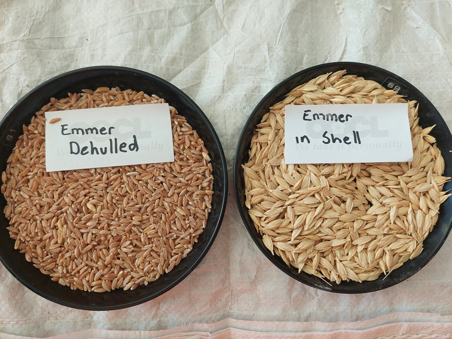 Emmer Grain Chemical Free 20kg | Australian Grown Ancient Wheat