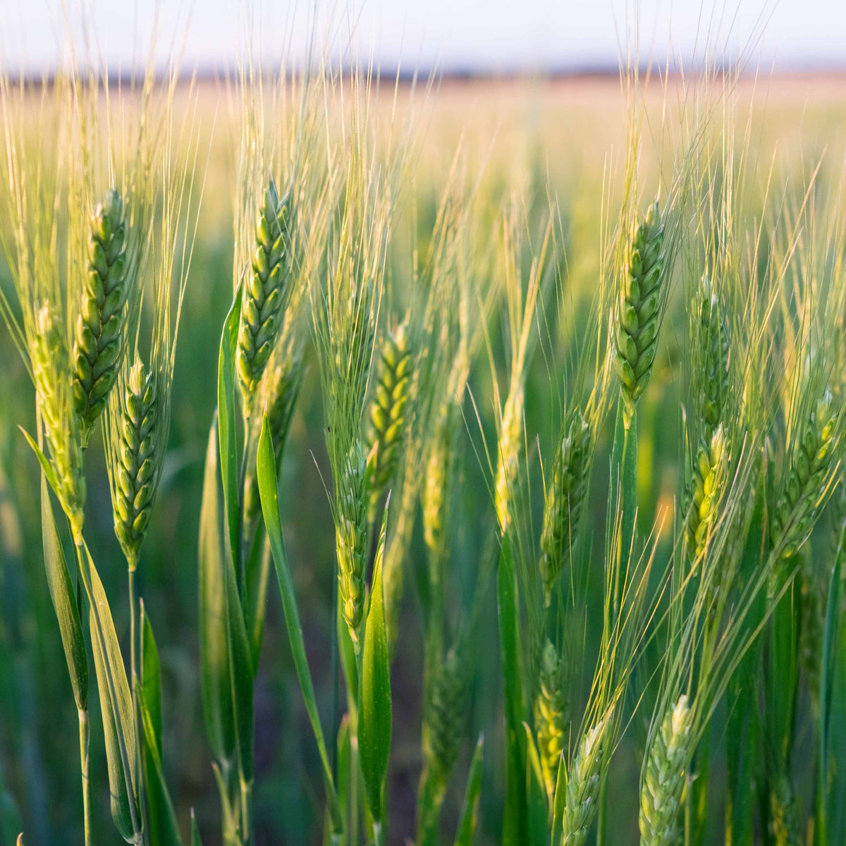 Emmer grain in the field. 