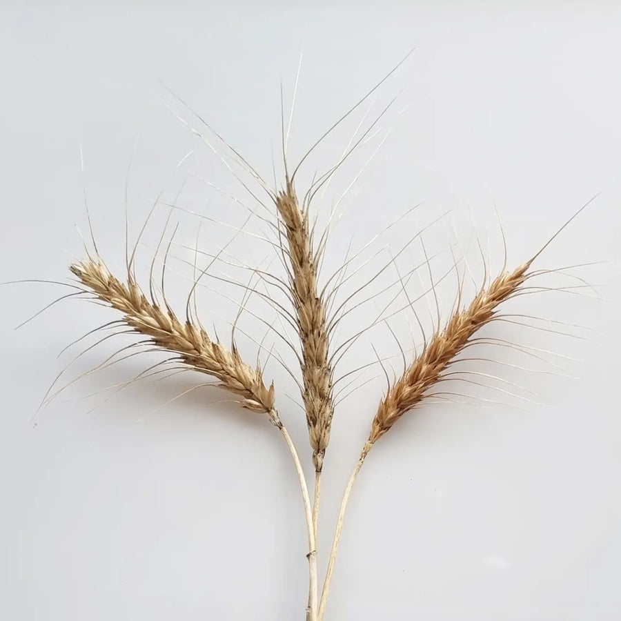 Organic hard red wheat still on the stork. 