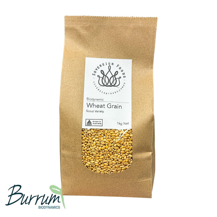 A bag of organic wheat grain for milling into flour or sprouting for wheat grass. This wheat was grown by Burrum Biodynamics and sold by Sovereign Foods. 