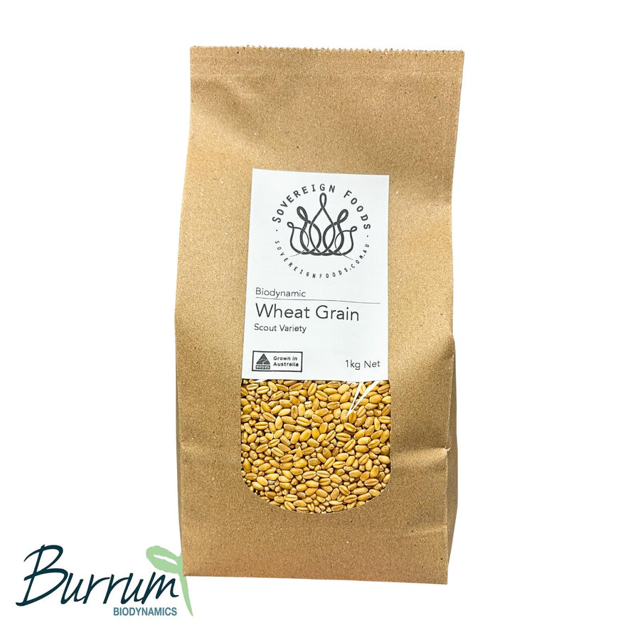 A bag of organic wheat grain for milling into flour or sprouting for wheat grass. This wheat was grown by Burrum Biodynamics and sold by Sovereign Foods. 